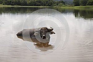 close-up of buffalo in the lake.