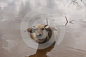 close-up of buffalo in the lake.