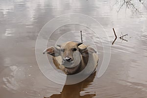 close-up of buffalo in the lake.