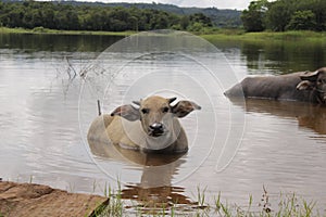 close-up of buffalo in the lake.