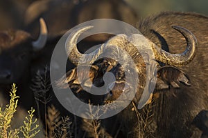Close up on a buffalo`s face in Moremi Okavango Delta in Botswana