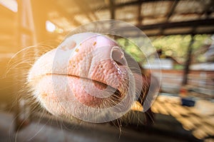 Close-up buffalow mouth