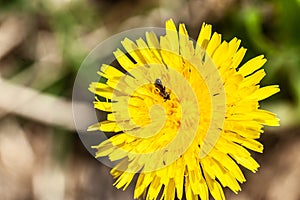Close up of bug on blooming yellow dandelion flower Taraxacum officinale