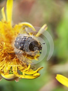 Close up of bug on yellow dandelion flower. Macro nature wallpaper