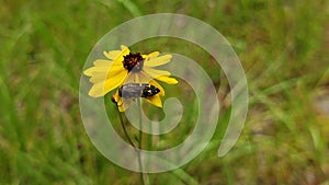 Close up of a bug on a yellow flower