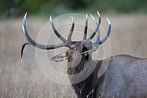 Close-up of bugling elk photo