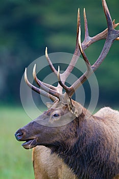 Close up of bugling male elk at Cataloochee Valley in autumn