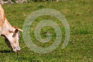 Close-up of bull cow grazed on green meadow.