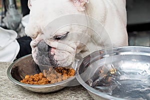 Close-up of bull dog hungrily eating dog food and water