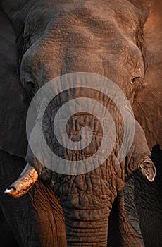 Close up of a bull elephant in Etosha National Park. photo