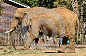 Close Up of Bull Elephant Feeding on Hay