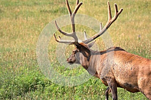 Close up of a Bull Elk in a mountain meadow