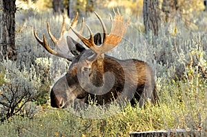 Close up Bull Moose antlered lying in sagebrush. photo