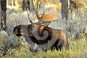 Close up Bull Moose antlered lying in sagebrush.
