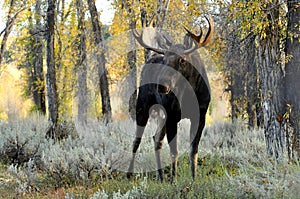 Close up Bull Moose antlered standing in sagebrush.
