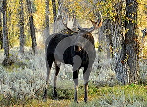 Close up Bull Moose antlered standing in sagebrush. photo