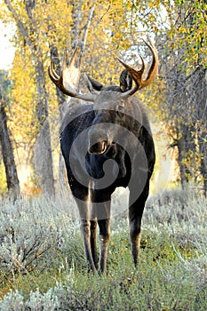 Close up Bull Moose antlered standing in sagebrush. photo