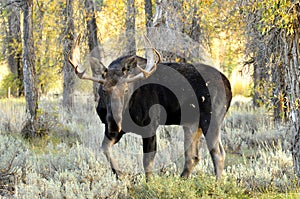 Close up Bull Moose antlered walking in sagebrush.
