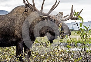 Close up bull Moose feeding on green shrubs.