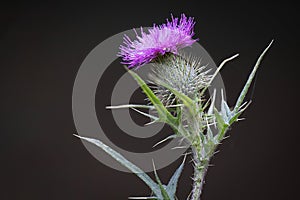 Close up of a bull thistle