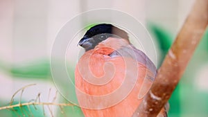 Close-up on a bullfinch that sits on a branch.