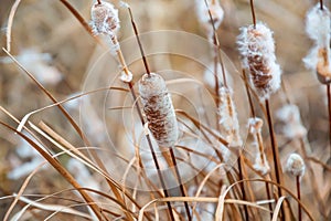 Close up Bulrush plant