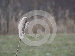 Close up Bulrush or Typha latifolia plants against natural green and reeds bokeh background copy space