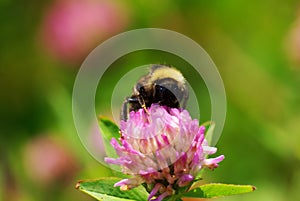 Close up on a Bumble bee
