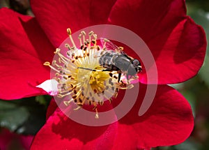 Close-up of bumble bee, Bombus, pollinating red hybrid shrub rose Oso Easy Cherry Pie in selective focus photo