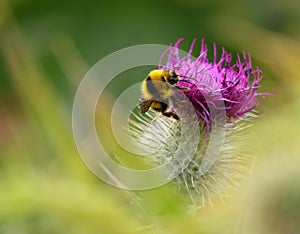 Bumble bee, bombus terrestris lusitanicus on a thistle