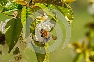 Close up of bumble-bee on flower