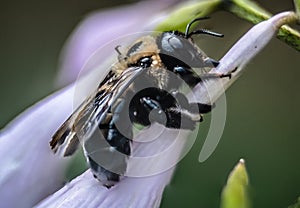 close-up of a bumble bee on a flower in sunlight