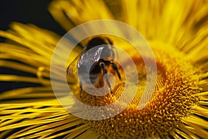 Close up of bumble-bee landing on a yellow daisy