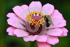Close Up Bumble Bee On Pink Zinnia - Sunflower tribe - Daisy family