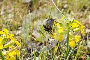 Close up of Bumble bee pollinating a Franciscan wallflower or San Francisco wallflower Erysimum franciscanum, California