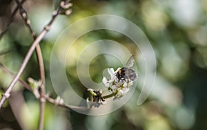Close up of bumble bee pollinating fruit tree flowers