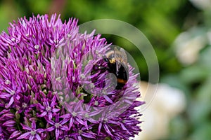 Close up of a bumble bee pollinating a purple Allium flower in full bloom.  The tight cluster of spiky flowers of the Allium