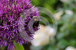 Close up of a bumble bee pollinating a purple Allium flower in full bloom.  The tight cluster of spiky flowers of the Allium