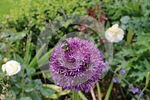 Close up of bumble bee pollinating a purple Allium flower. With its large globe shaped head made up of tight clusters of spiky