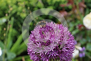 Close up of bumble bee pollinating a purple Allium flower. With its large globe shaped head made up of tight clusters of spiky