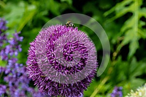 Close up of bumble bee pollinating a purple Allium flower. With its large globe shaped head made up of tight clusters of spiky