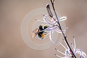 Close up of Bumble bee pollinating a soaproot flower Chlorogalum pomeridianum, San Francisco bay area, California photo