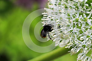 Close up of a bumble bee pollinating a white Allium flower in full bloom.  The tight cluster of spiky flowers of the Allium