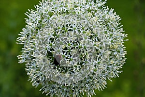 Close up of bumble bee pollinating a white Allium flower. With its large globe shaped head made up of tight clusters of spiky