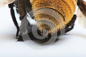 Close up bumble bee sting