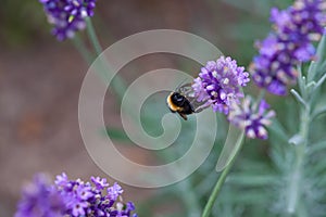 Close-up of a bumblebee on a blooming lavender