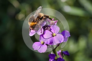 Close-up from a bumblebee collecting honey from a purple flower