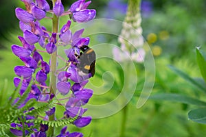 Close up of a bumblebee collecting nectar on a purple lupine. Nature background. Summer.
