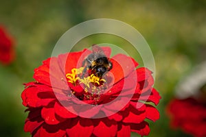 Bumblebee collecting nectar on red zinnia flower