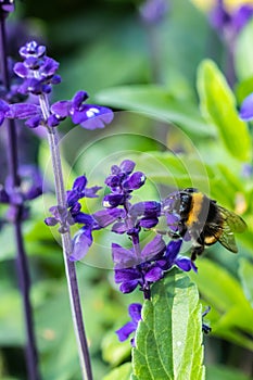 Close-up of bumblebee collecting pollen from a blue salvia officinalis flower at summer